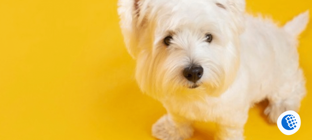maltese-dogs