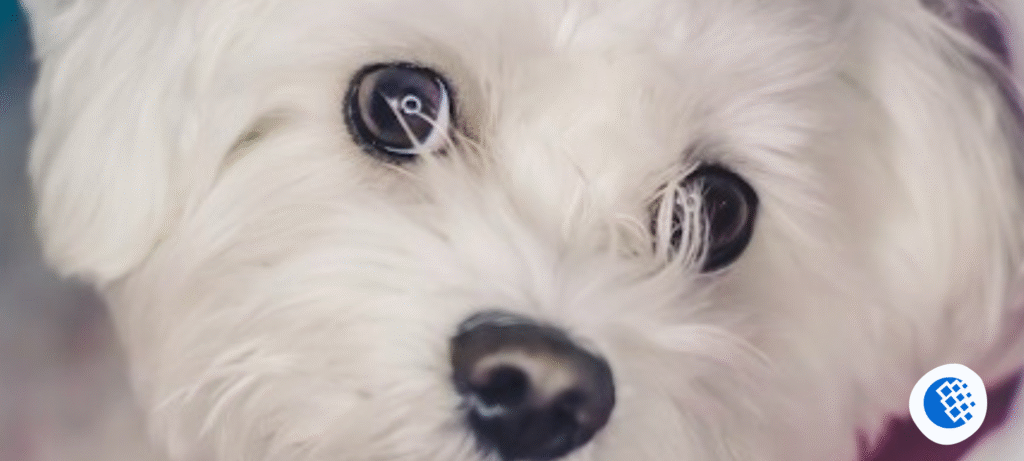 maltese-puppies