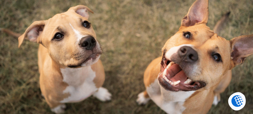 Pet Care Franchise Opportunities