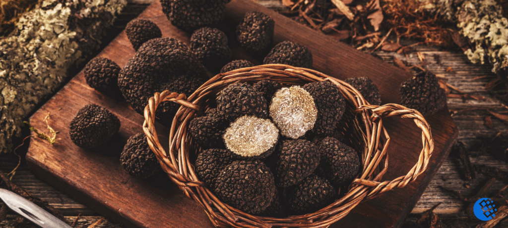 truffle hunting in Provence