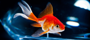 The Ultimate Guide: How Often to Feed Goldfish for Optimal Health and
