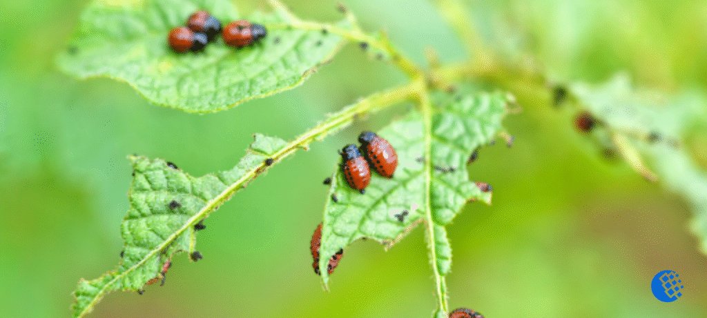 pest-free environment